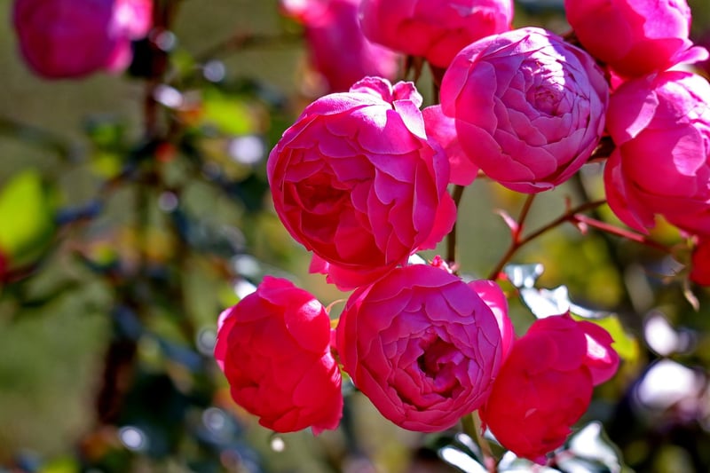 Fairy-tale Plants