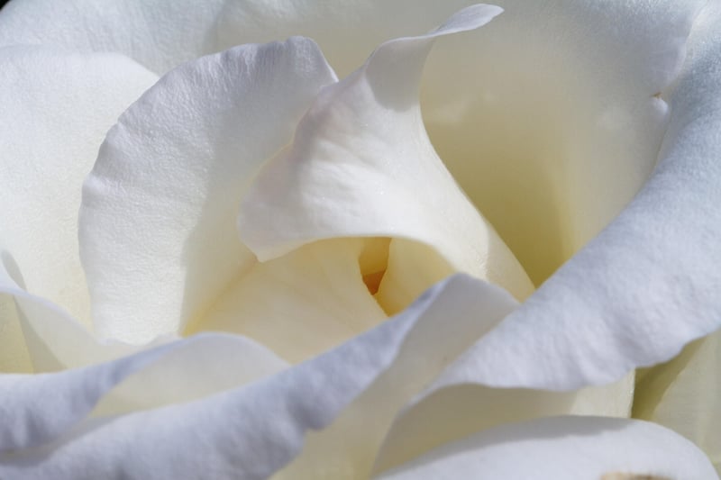 Foxglove Flowers