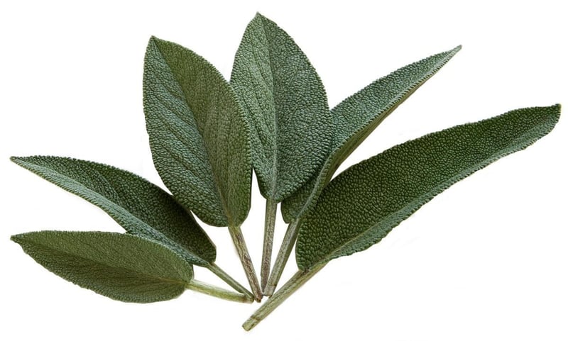 Herbs for Protection